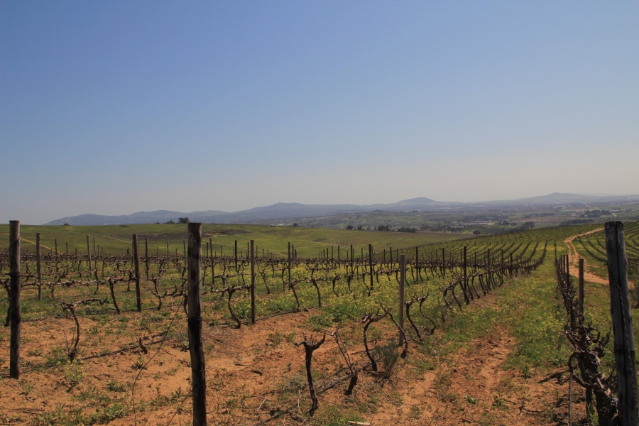 5 Bedroom Property for Sale in Stellenbosch Farms Western Cape